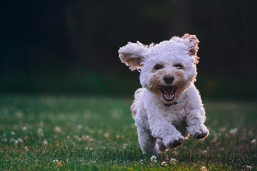 Dog owner comparing insurance options